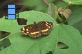 Scene 28_Phyciodes drusilla on leaf